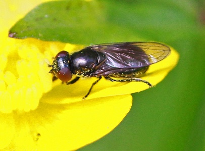 Melanogaster hirtella, hoverfly, female, Alan Prowse